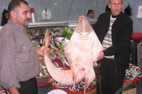Fırat'ta Deniz Kızı Bulundu