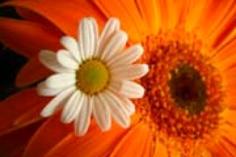 Ahlak Nedir?Bileşenleri nelerdir?