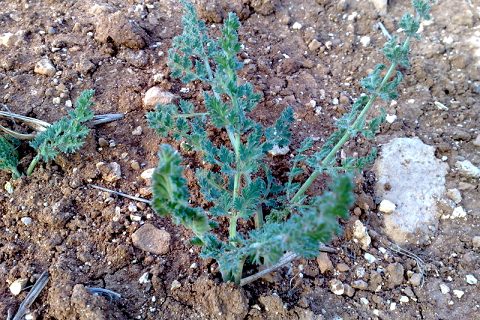 Çördük nedir, bilen varmı..?