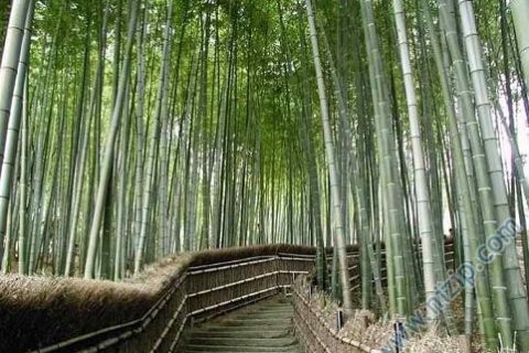 Fıstık mı ? Bambu mu?