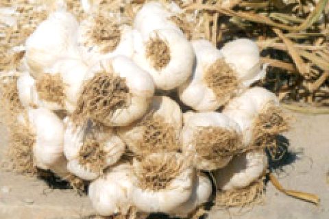 Sarımsagın  faydaları