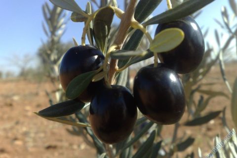 Zeytinyağı Fiyatları