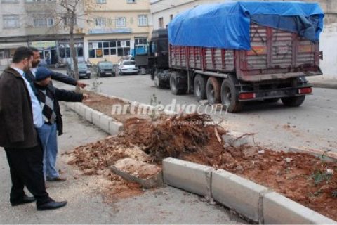 Nizip\'te Freni Boşalan Tır Çam Ağacını Biçerek Durabildi