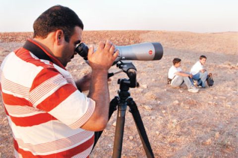 Urfa bozkırında yaşayan ceylan, çizgili sırtlan, çöl koşarı gibi ...