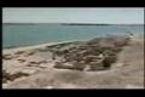 Video: NİZİP'İN ZEUGMASI