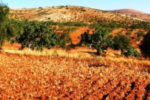 Gurbet Çilesi, Sıla Hüznü Arasında Gel Gitler