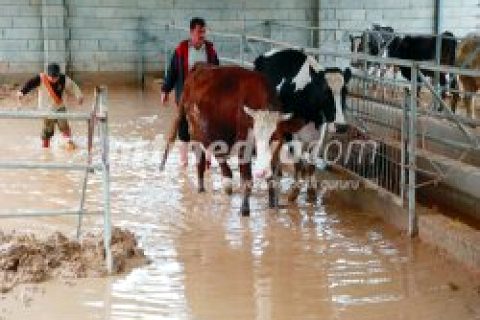 Nizip'te Aşırı Yağış Ahırın Duvarını Yıktı