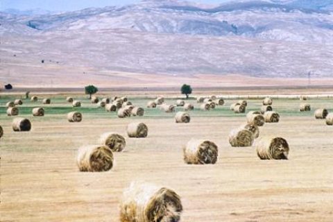 Harman Sabahında