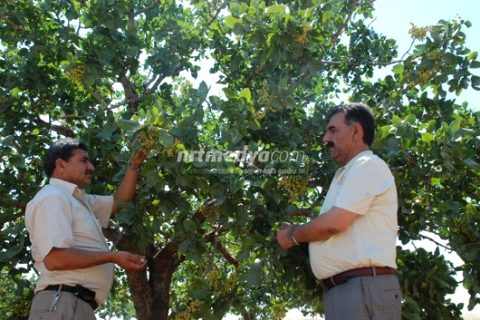 Nizip'te Beklenen Fıstık Rekoltesi 50 Bin Ton