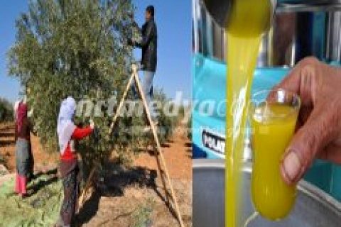 Tarladan Zeytinyağına Uzanan Yolculuk