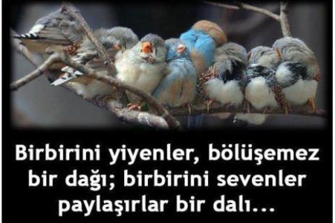 Bir Dalı Paylaşmak