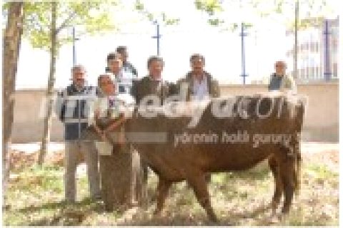 Çalıntı Minibüs ile Hayvan Hırsızlığı İddiası