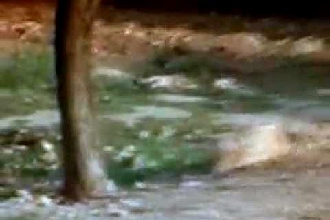 Video: Coburlu Salih - Çalkamış (Nizip - Duraklı köyü)