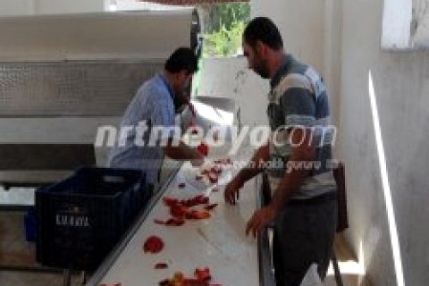 Nizip'te Salçalık Telaşı