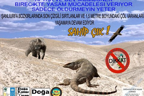 Nizip'de Bir Yallı Vuruldu