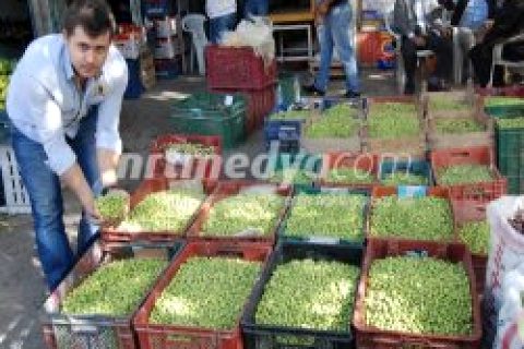 Zeytin Sezonu Başladı