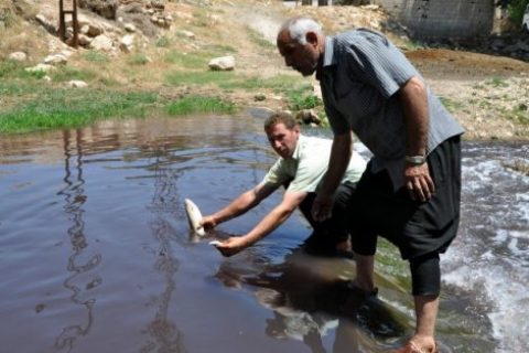 Nizip Çayı'nda Balık Ölümleri