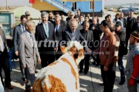 Karkamış\'ta Büyükbaş Hayvan Dağıtımı