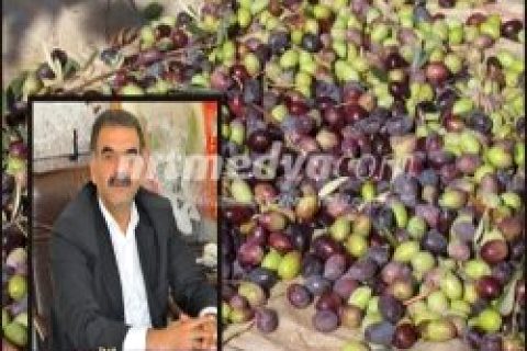 Zeytin Toplama Ücretleri Belirlendi