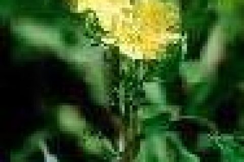 Nizip YÖRESEL BİTKİLERİ