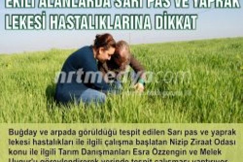 Video:   EKİLİ ALANLARDA SARI PAS VE YAPRAK LEKESİ HASTALIKLARINA DİKKAT