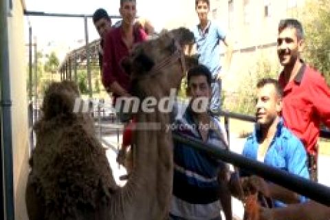 Nizip'te deve eti satışı