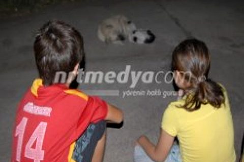 Kedi ve köpeğin dostluğu