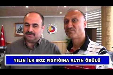 Yılın ilk boz fıstığına altın ödülü