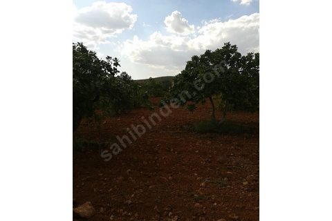 İmara komşu harika fıstıklık