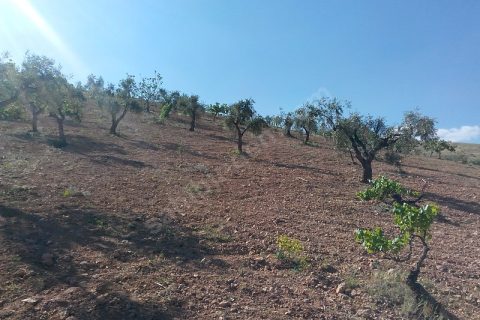 Sahibinden Kocatepede BağEvlikYatırımlık Arazi