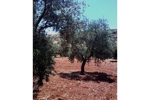 Sahibinden Nizip Tanır Köyü