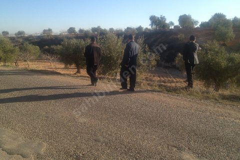 Sahibinden satılık asfalt üstü zeytin ve fıstıklık 917 mtre