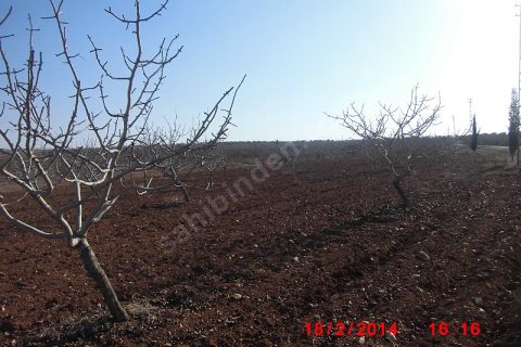 Yatırım amaçlı fıstıklık