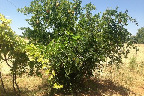 Sahibinden bağ evi yola dıfır
