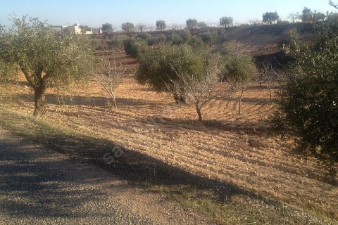 Sahibinden satılık asfalt üstü zeytin ve fıstıklık 917 mtre