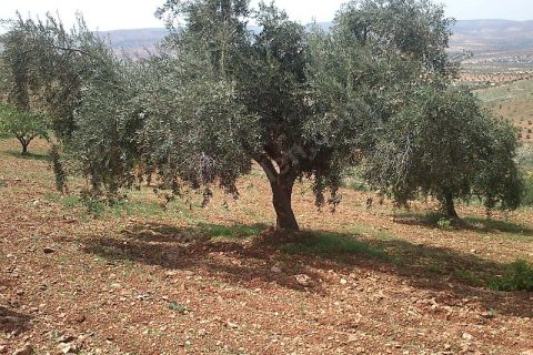 Sahibinden çok uygun fıstık zeytin bahcesi