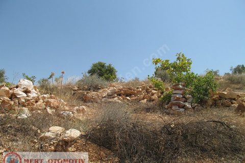Salkımda 31287 mt  fıstıklık