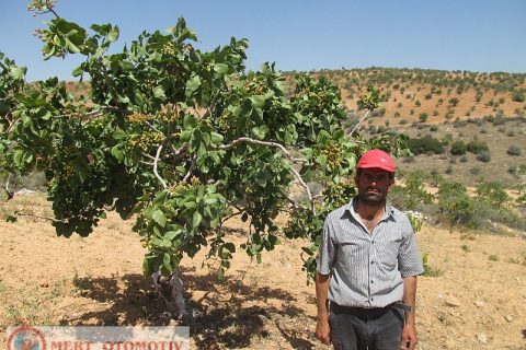 Salkımda 35500 mt fıstıklık