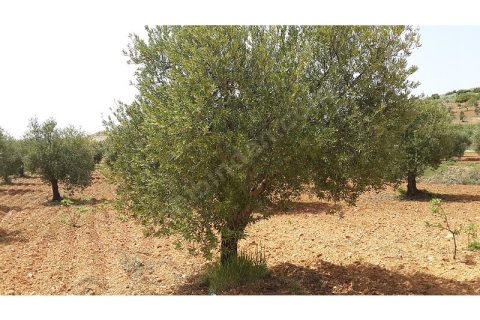 Takaslı satlık zeytinlik asvaltan 150 m2 içeride