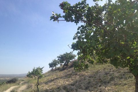 nizipte 11500 metre fıstıklık..