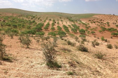 Nizip sekili'de satılık 3300 m2 zeytinlik...