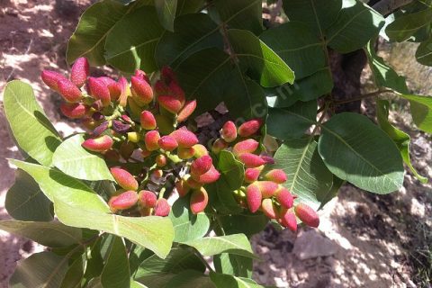 Sahibinden kocatepete fıstık ve zeytin tarlası