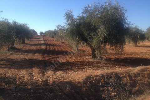 Asvalt üstü 5,800m 40m asvlata cepe li zeytin bahçesi