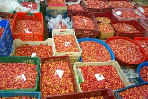 Antep Fıstığı Tezgahlara geldi