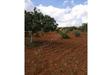 Acil ihtiyaç dan  satlık fıstık bahçesi