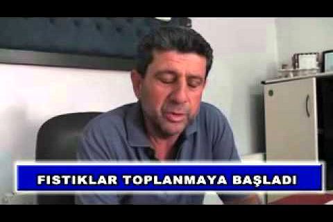 Fıstıklar toplanmaya başladı