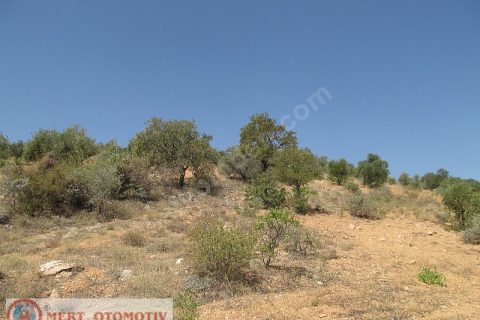 Adaklı 23000 mt fıstıklık