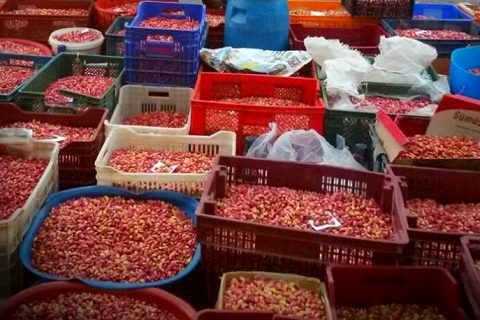Fıstık sezonu hareketli geçiyor