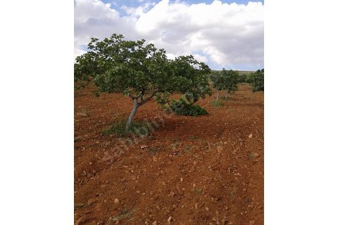 Imara komşu harika fıstıklık yetişen alır