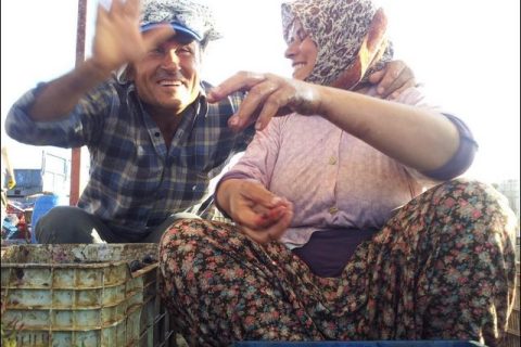 Üzüm Hasadı